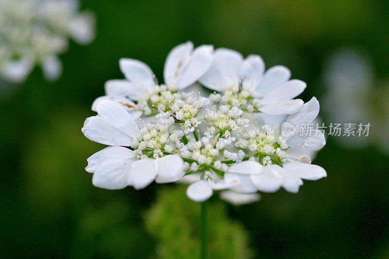 桔梗花/白色蕾丝花:白色蕾丝圆盘状花